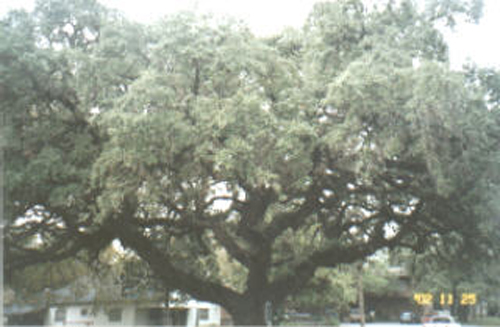Baptist Oak-recent